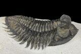 Coltraneia Trilobite Fossil - Huge Faceted Eyes #154327-3